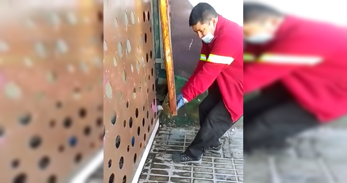 Vuela alto: liberan a paloma que estaba atrapada en estructura de una estación del Metro
