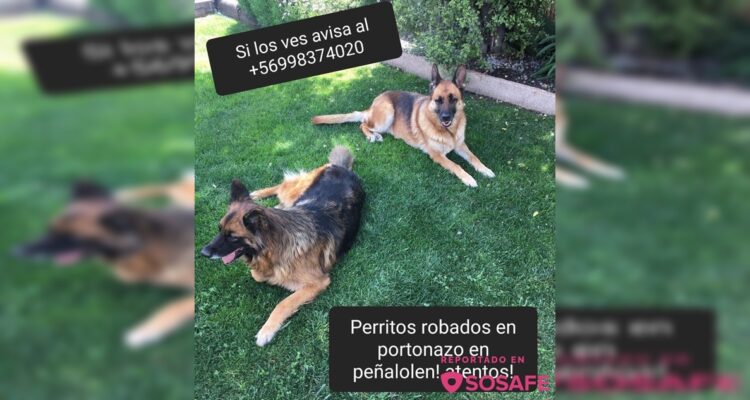 Mujer sufre el robo de su auto con sus dos perras pastor alemán en Peñalolén