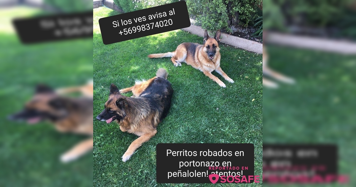 Mujer sufre el robo de su auto con sus dos perras pastor alemán en Peñalolén