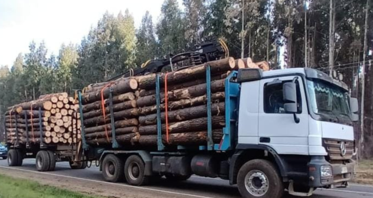 robo de madera Collipulli