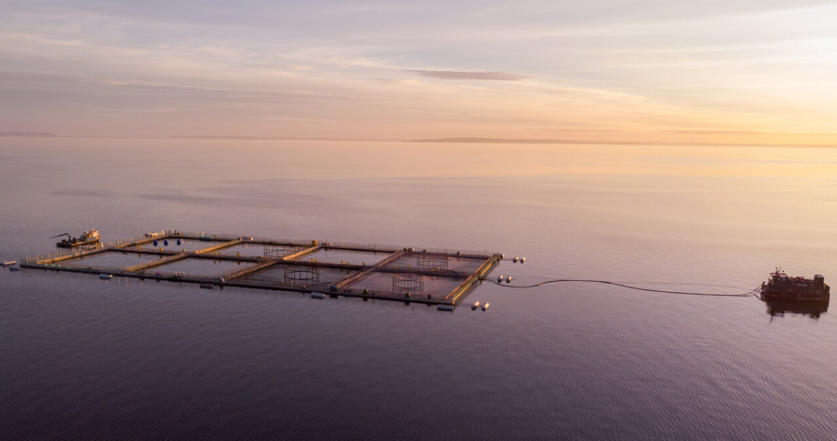 Superintendencia de Medio Ambiente formula cargos contra empresa Salmones Aysén tras fuga de 2019