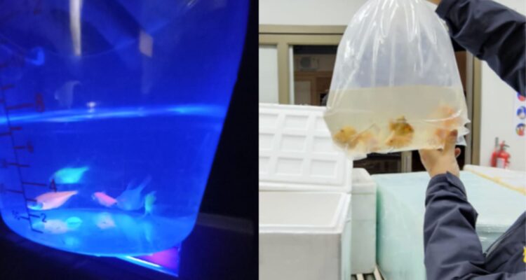 sernapesca-peces-ornamentales-geneticamente-modificados