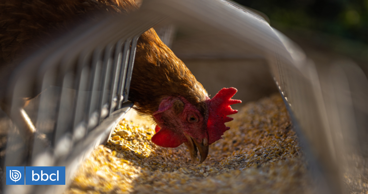 Europa registra aumento histórico de casos de gripe aviária em animais: humanos podem contrair?  |  Saúde e bem estar