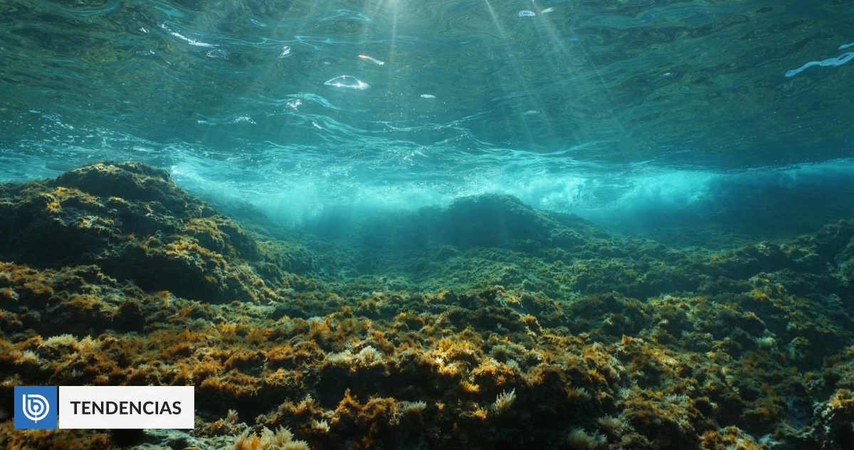 Alliés contre le changement climatique : les bactéries pourraient entraîner le CO2 dans les fonds marins |  La technologie