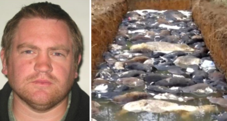 Justicia neozelandesa rechaza extraditar a exgerente de Manuka, acusado por muerte de 1.500 terneros