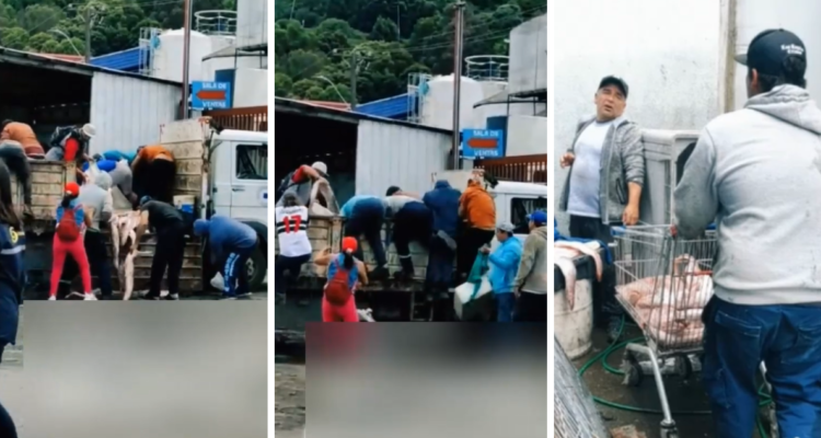 No les importó Sernapesca ni policía marítima: turba roba congrio dorado incautado en Talcahuano