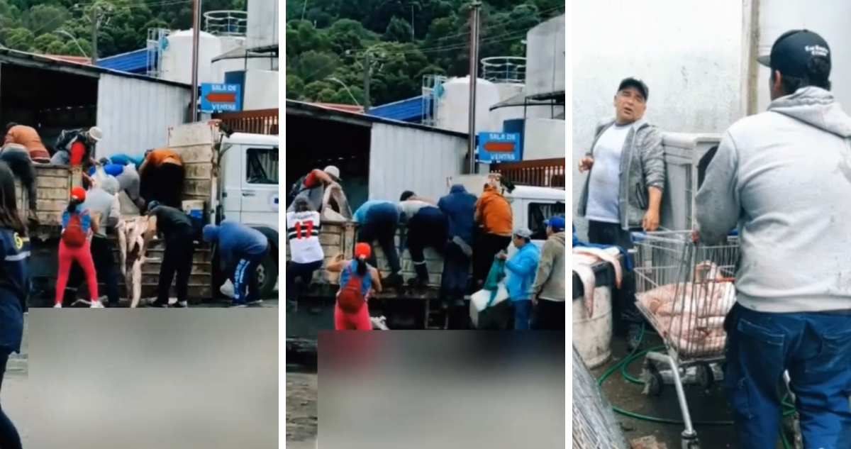 No les importó Sernapesca ni policía marítima: turba roba congrio dorado incautado en Talcahuano