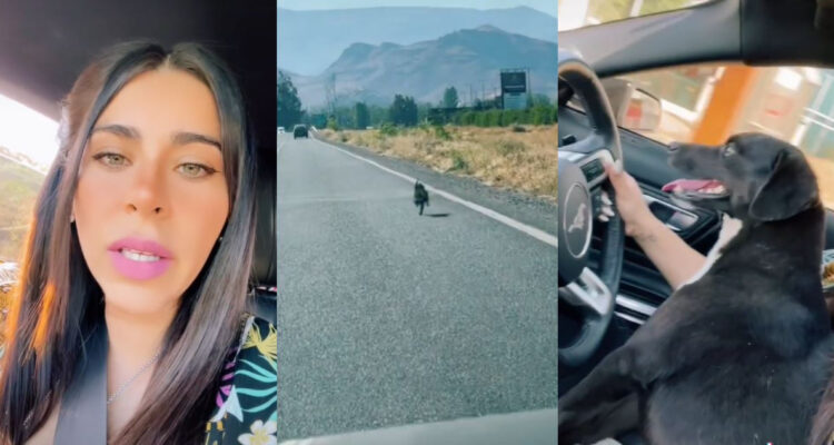La usuaria de TikTok mostrando al perro corriendo tras auto de la familia que lo abandonó.