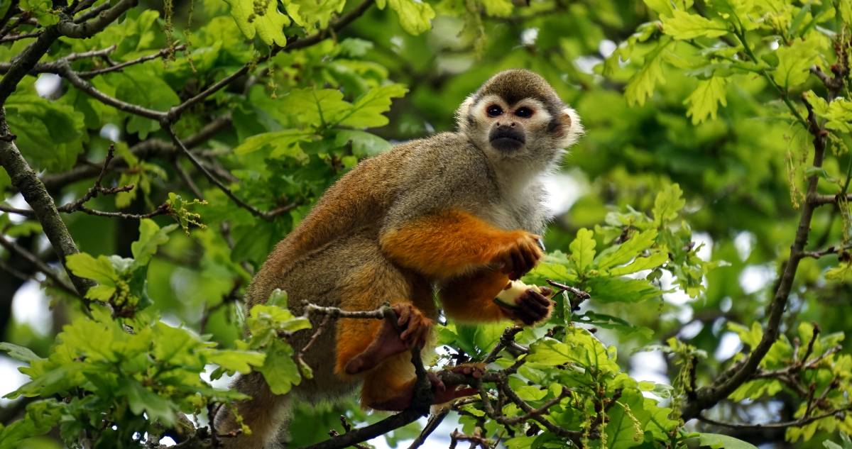 Mono en la rama de un árbol. Detectan nuevo virus similar al ébola y VIH en monos, virus de fiebre hemorrágica