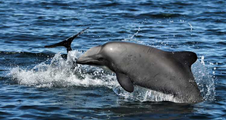 20 años estudiando al delfin chileno en Chiloé