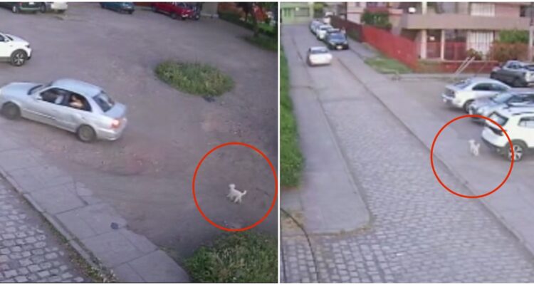 Abandono de perrito en rotonda Paicaví