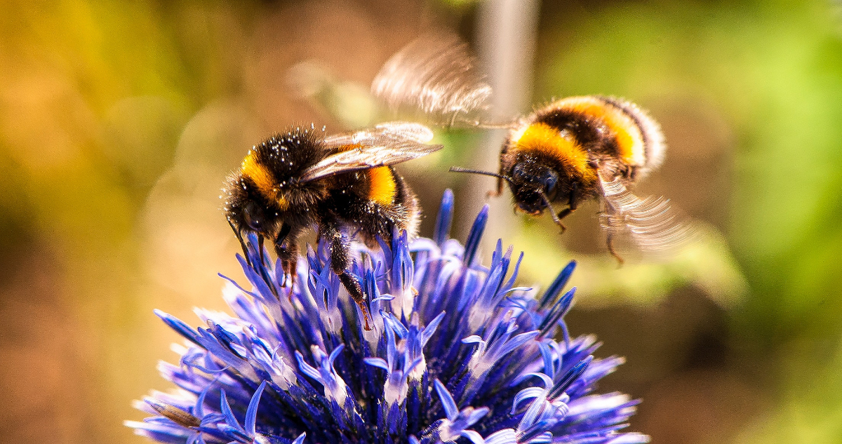 Abejas