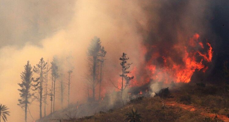 Decretan Alerta Roja por incendio forestal en Pelluhue