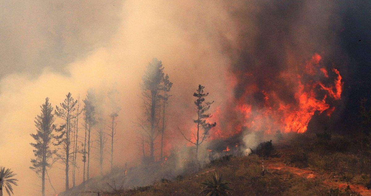 Decretan Alerta Roja por incendio forestal en Pelluhue