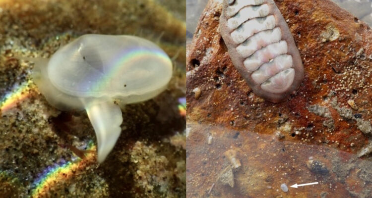 Encuentran especie marina que se creía extinta hace 28 mil años