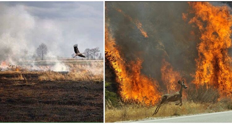 Denuncia animales en peligro de extinción por guerra en Ucrania