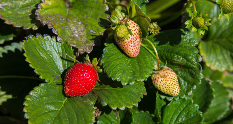 Ministerio de Agricultura apoya con recursos a productores de frutillas afectados por plaga