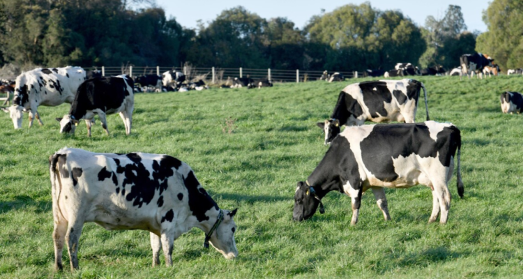 Baja producción de carne bovina en Los Lagos