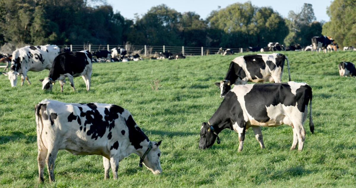 Baja producción de carne bovina en Los Lagos