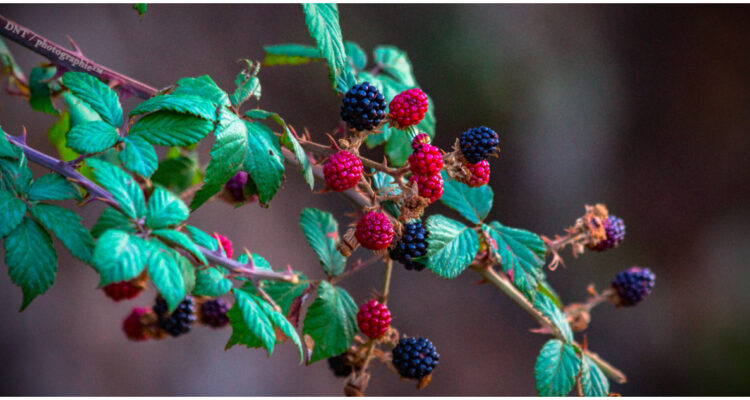 beneficios del berries