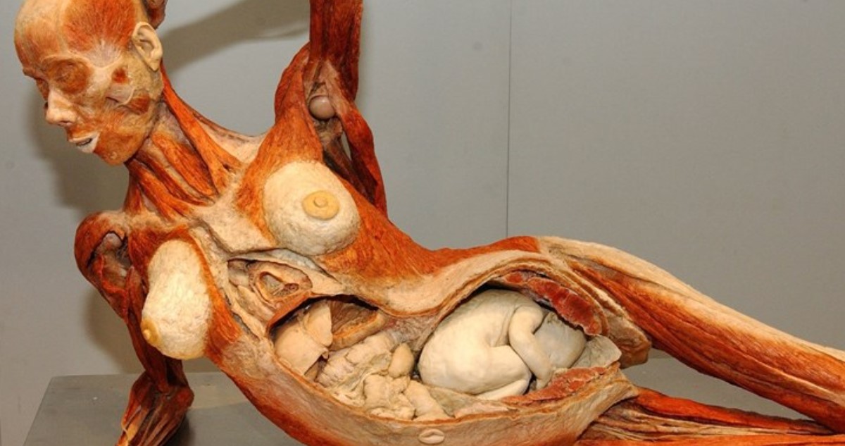 Cuerpo de mujer embarazada en Body Worlds