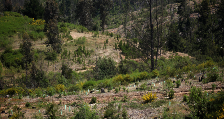 bosques nativos provincia Cautín