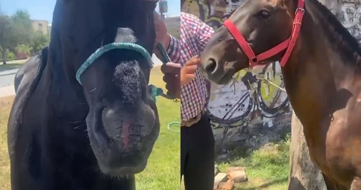 PDI logra recuperar 6 caballos avaluados en más de $140 millones: fueron robados en Zapallar