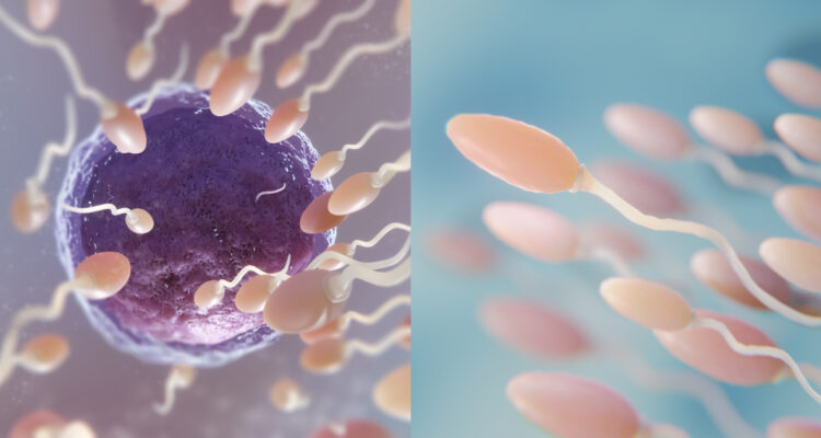 Calidad de esperma humana es cada vez peor, según estudio