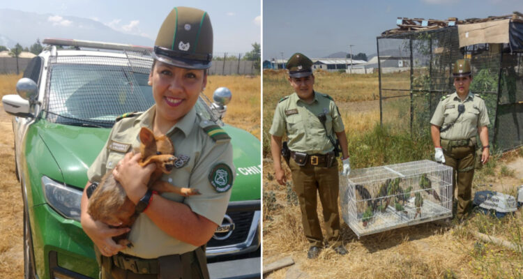 Se reencontraron con su dueño: recuperan 13 animales protegidos que fueron robados en Mostazal