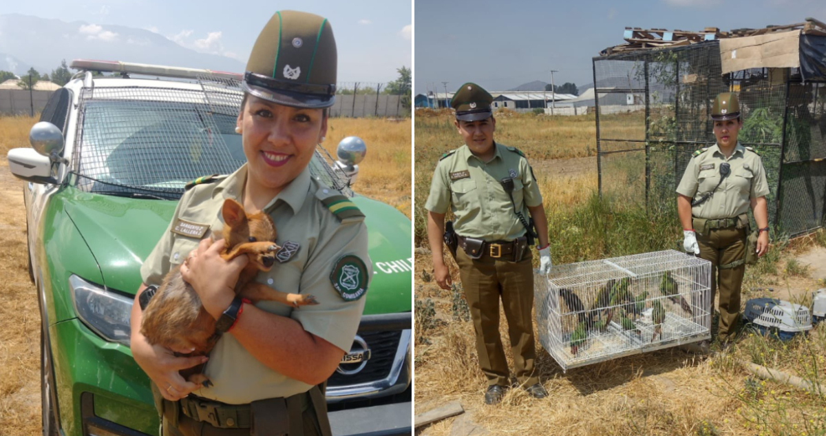 Se reencontraron con su dueño: recuperan 13 animales protegidos que fueron robados en Mostazal