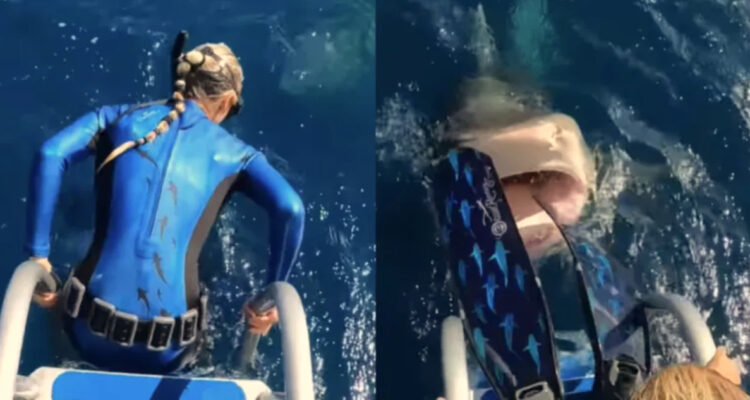 Científica casi se lanza a la boca de un tiburón: se salva por segundos.