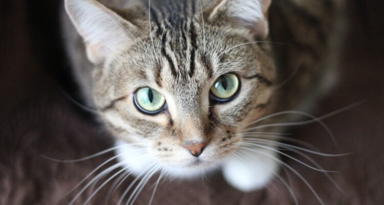 Los científicos descubrieron cómo caerle bien a un gato instantáneamente