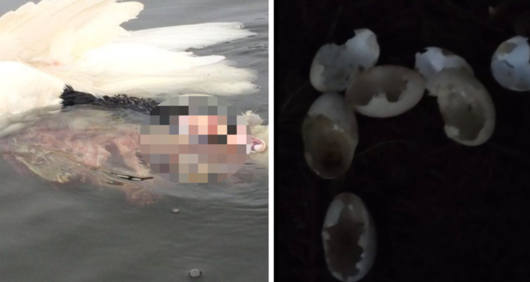 Denuncian ataques de perros contra cisnes de cuello negro en Ancud