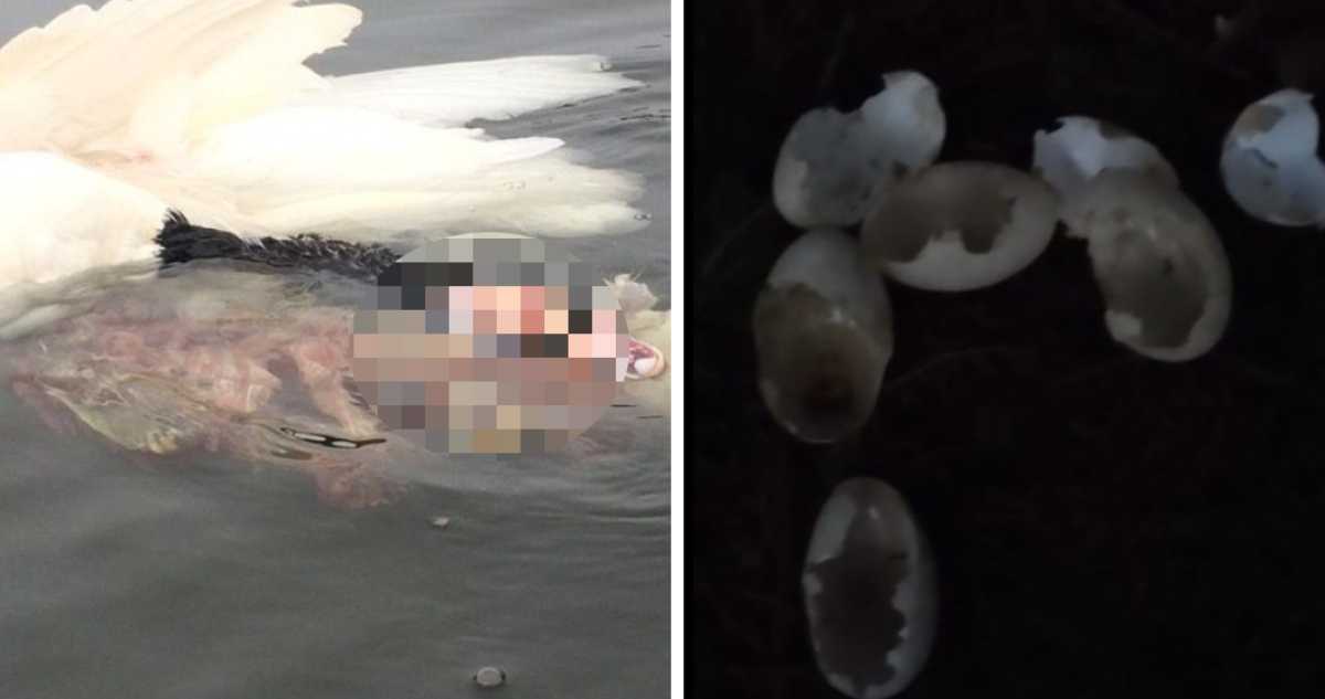 Denuncian ataques de perros contra cisnes de cuello negro en Ancud