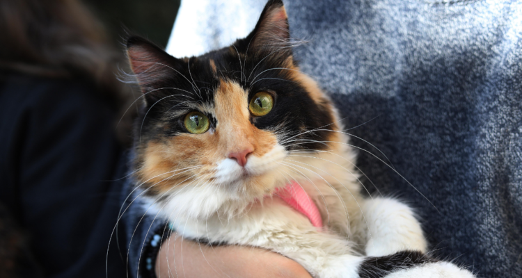 Clínica veterinaria