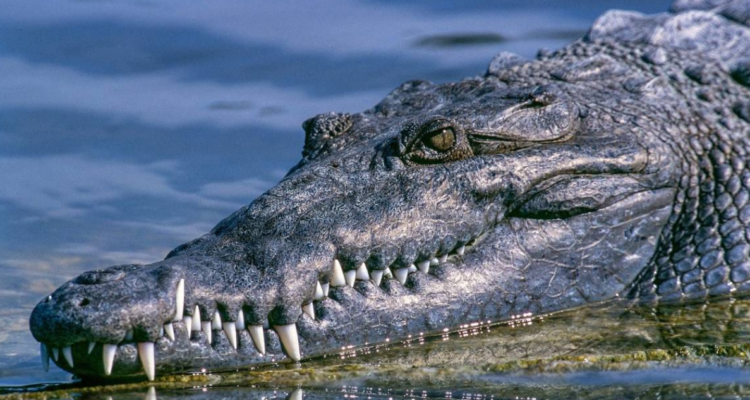 Cocodrilo devora a niño