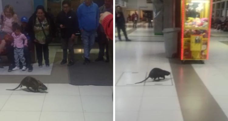 Coipo en terminal Collao de Concepción