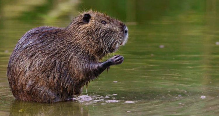 Coipo hace un nido bajo casa de señora en Curaco de Vélez