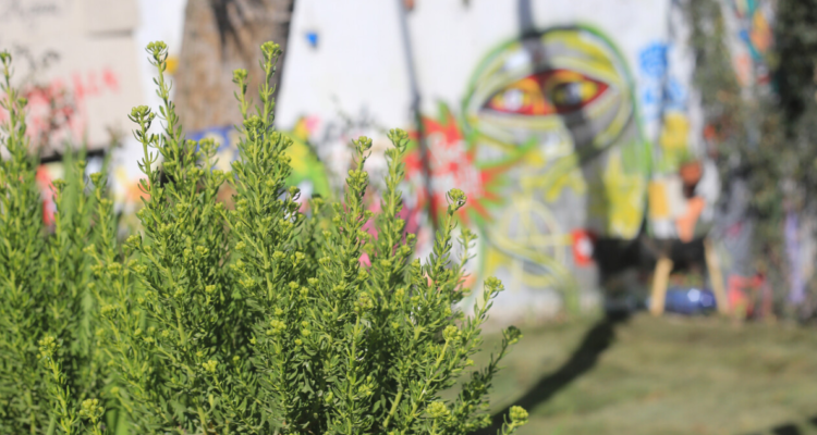 Concejal denuncia que pasto en Valdivia está muy largo