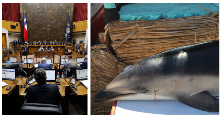 Senado aprueba sancionar con cárcel uso de explosivos en la pesca tras caso de delfín dinamitado
