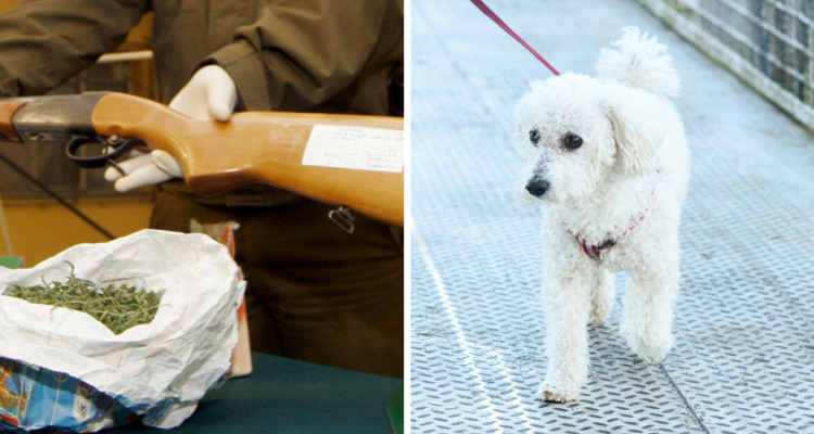 Detenidos en Paillco