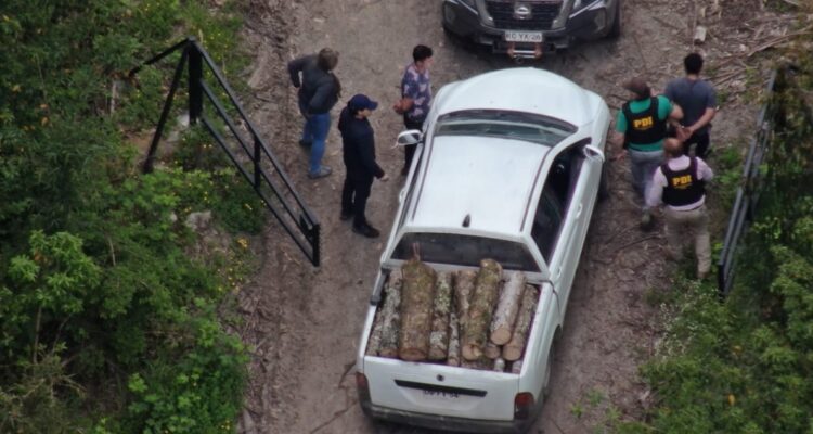 Detenidos por tala y robo de madera nativa en Panguipulli