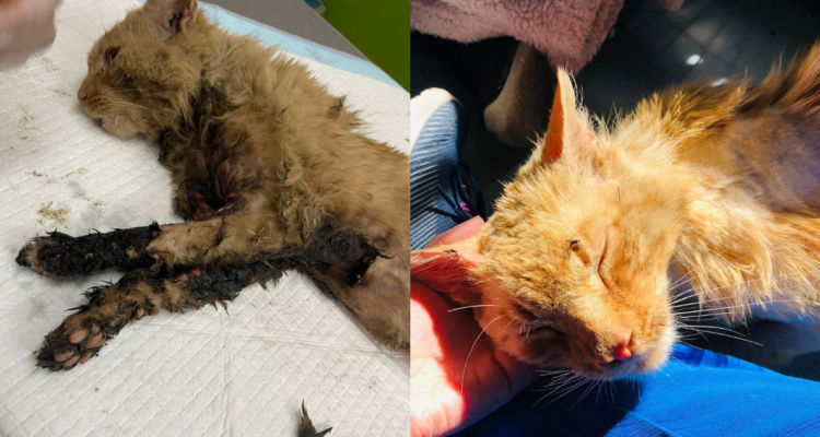 Don Petro, gatito que busca hogar en Santiago luego de ser hallado bañado en alquitrán