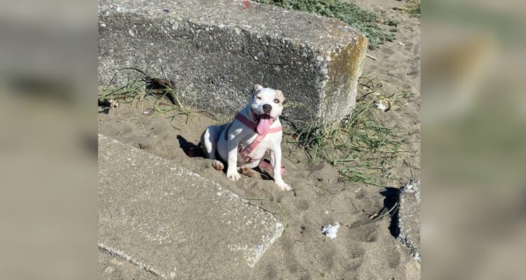 Joven es víctima del robo de su mascota “Kira” en Lota