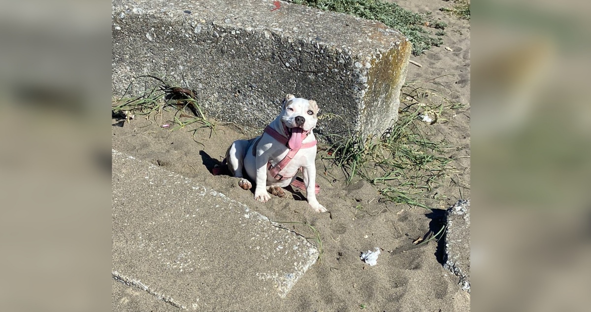Joven es víctima del robo de su mascota “Kira” en Lota