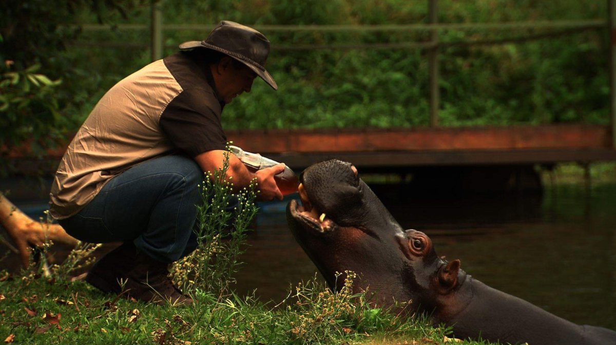 Marius Els y su hipopótamo, por el que recibió reiteradas advertencias del peligro de tenerlo como mascota.