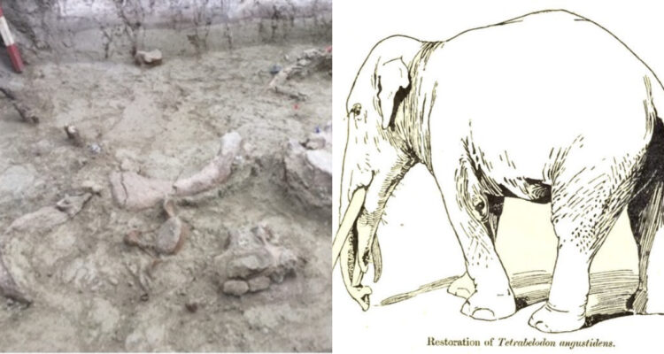 Restos de los gontoferios encontrados en Chile. A su lado, un retrato de cómo luciría la especie.