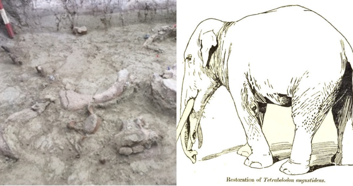 Restos de los gontoferios encontrados en Chile. A su lado, un retrato de cómo luciría la especie.