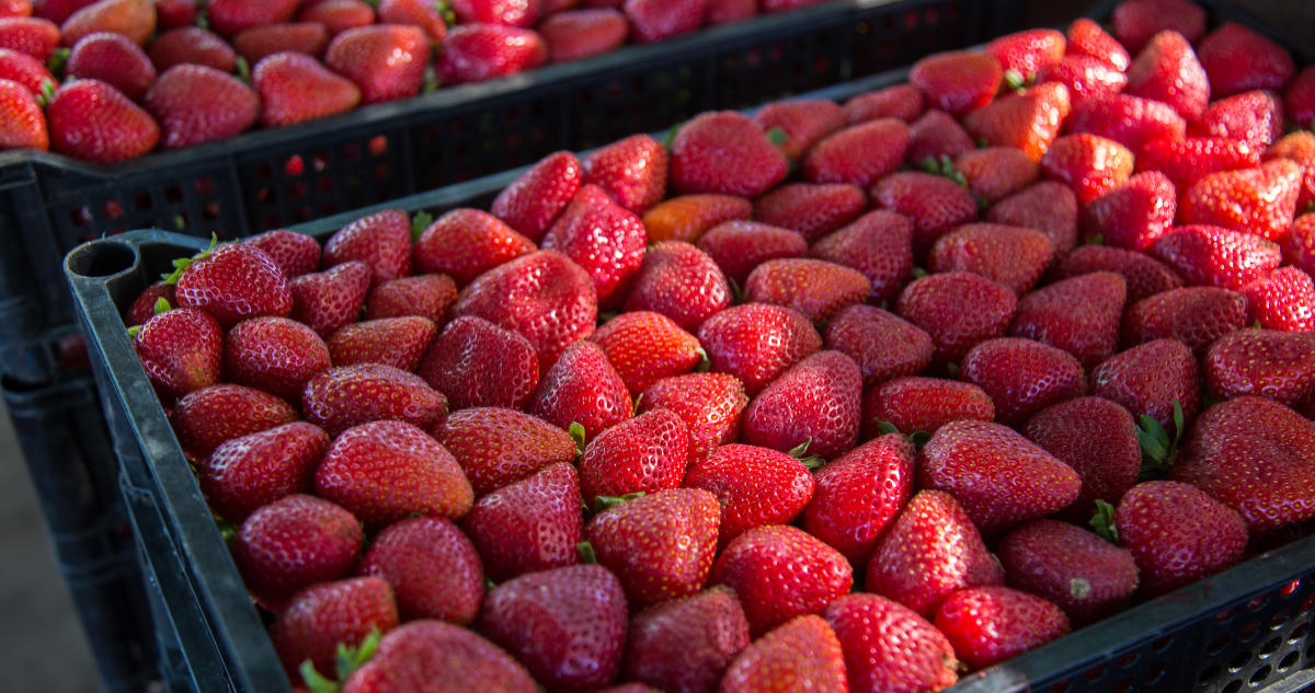 Entrega de recursos a productores de frutillas