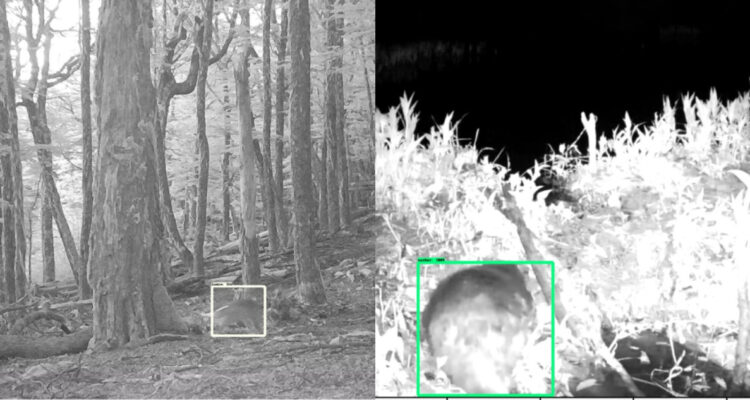 Crean Inteligencia Artificial para detectar especies invasoras